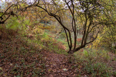 1_dereham_woods_01