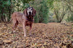 dereham_woods_03